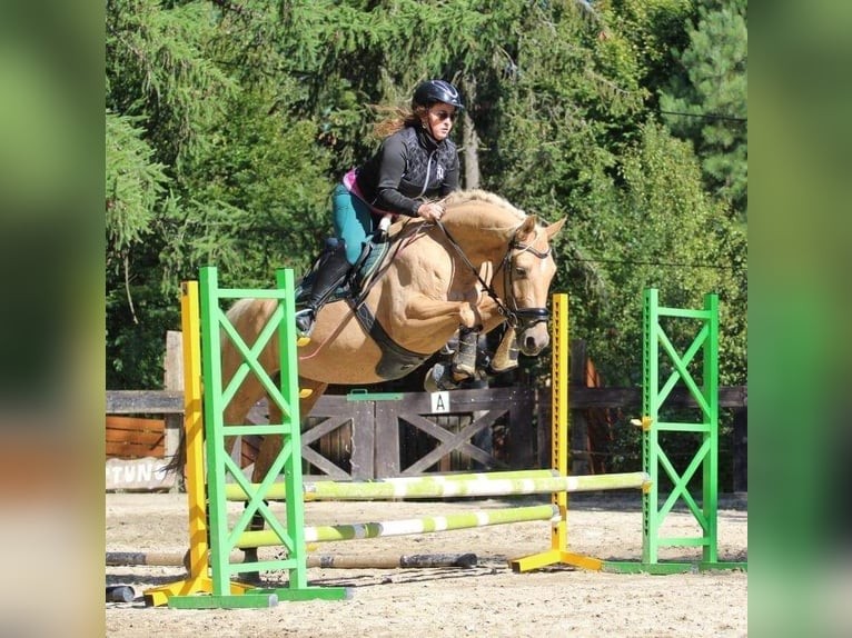 Más caballos centroeuropeos Yegua 7 años 165 cm Palomino in Gronków