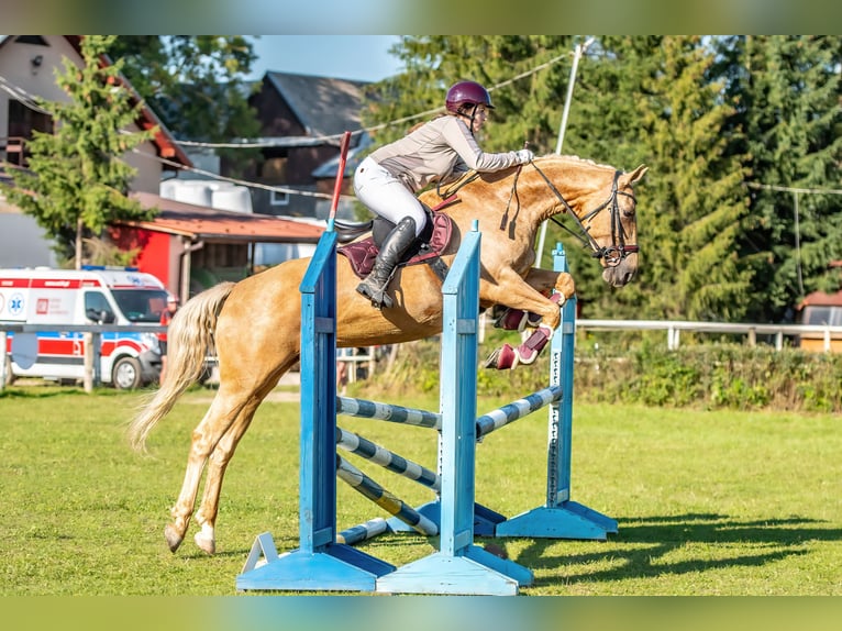 Más caballos centroeuropeos Yegua 7 años 165 cm Palomino in Gronków