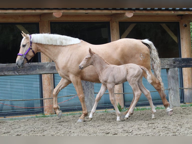 Más caballos centroeuropeos Yegua 7 años 165 cm Palomino in Gronków