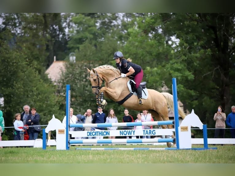 Más caballos centroeuropeos Yegua 7 años 165 cm Palomino in Gronków