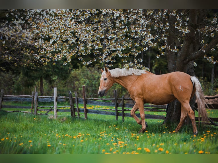 Más caballos centroeuropeos Yegua 7 años 165 cm Palomino in Gronków