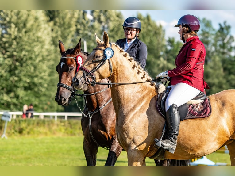 Más caballos centroeuropeos Yegua 7 años 165 cm Palomino in Gronków