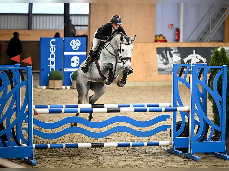 Más caballos centroeuropeos Yegua 7 años 166 cm Tordo rodado in Holdorf