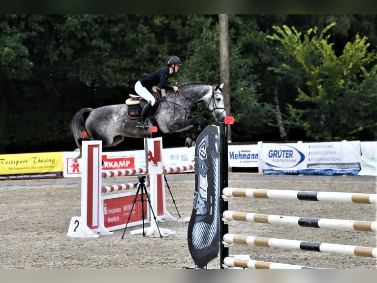 Más caballos centroeuropeos Yegua 7 años 166 cm Tordo rodado in Holdorf