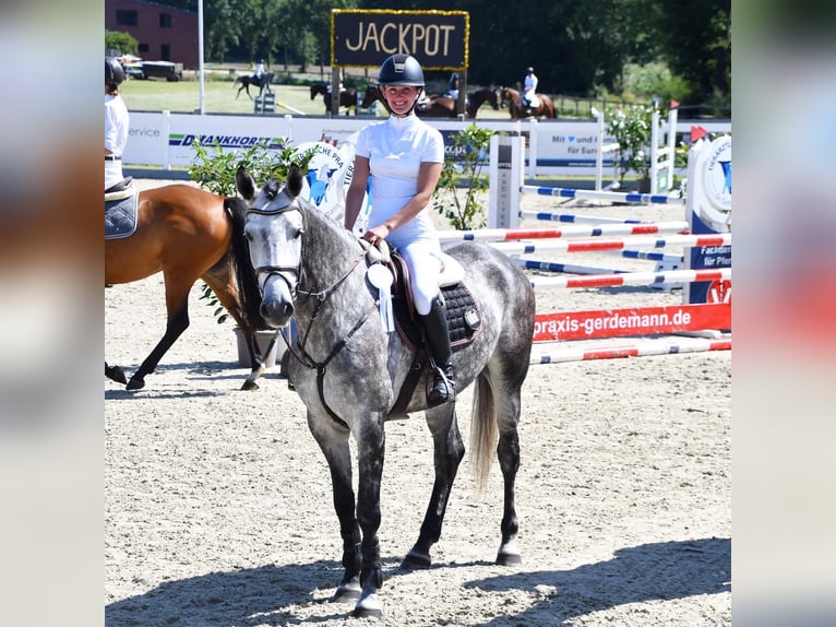 Más caballos centroeuropeos Yegua 7 años 166 cm Tordo rodado in Holdorf