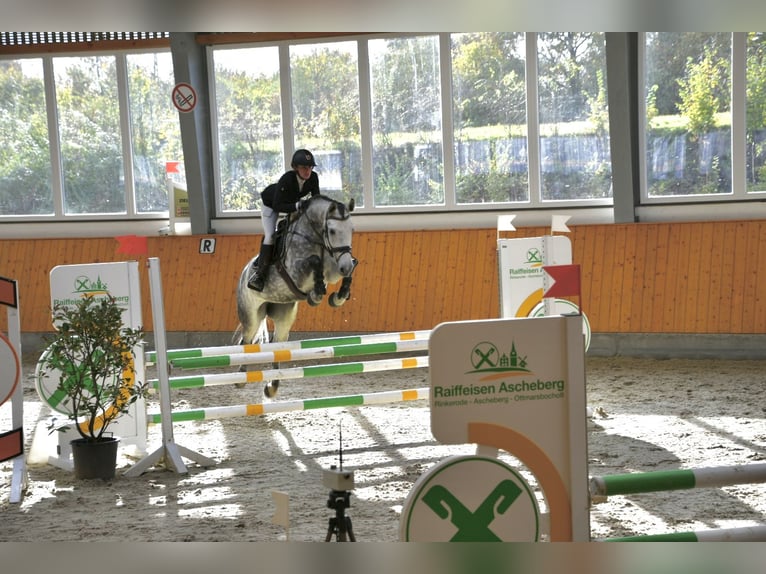 Más caballos centroeuropeos Yegua 7 años 166 cm Tordo rodado in Holdorf