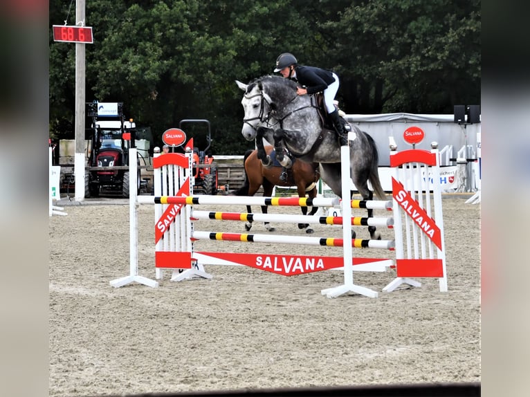 Más caballos centroeuropeos Yegua 7 años 166 cm Tordo rodado in Holdorf