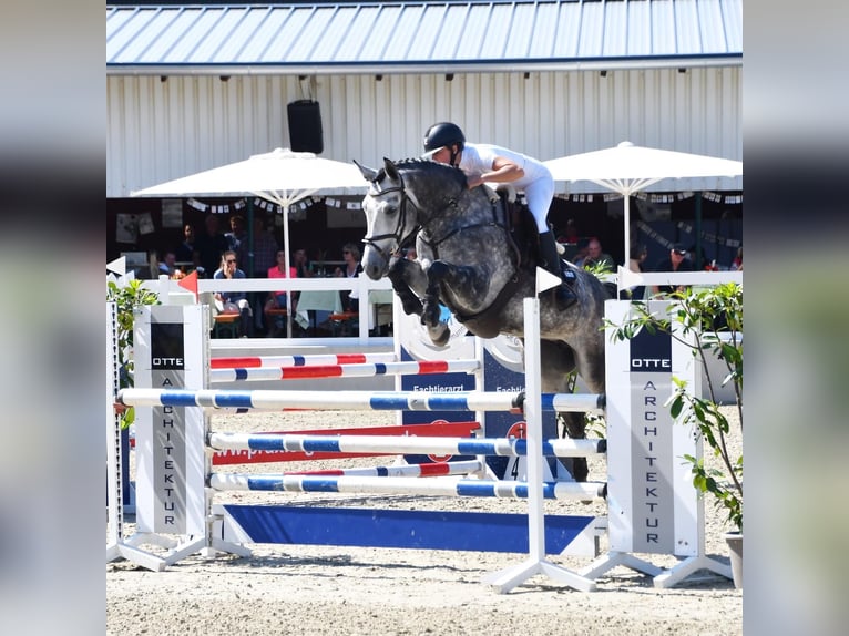 Más caballos centroeuropeos Yegua 7 años 166 cm Tordo rodado in Holdorf