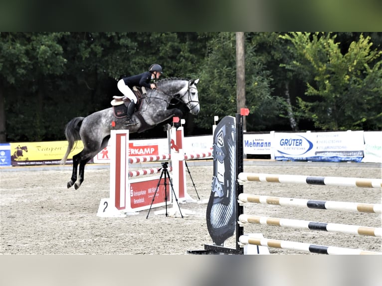 Más caballos centroeuropeos Yegua 7 años 166 cm Tordo rodado in Holdorf