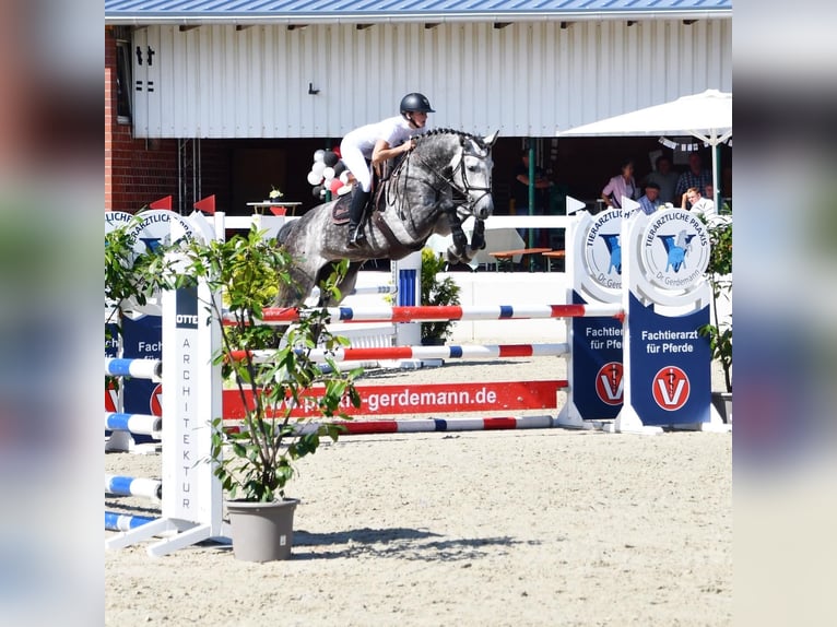 Más caballos centroeuropeos Yegua 7 años 166 cm Tordo rodado in Holdorf