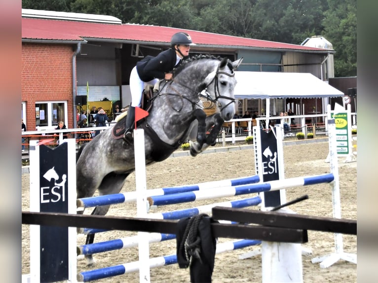 Más caballos centroeuropeos Yegua 7 años 166 cm Tordo rodado in Holdorf