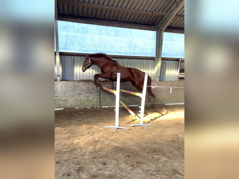 Más caballos centroeuropeos Yegua 7 años 168 cm Alazán in Nehms