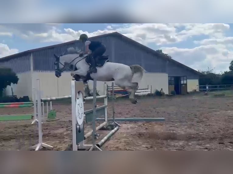 Más caballos centroeuropeos Yegua 7 años 168 cm Tordo in Weiterstadt