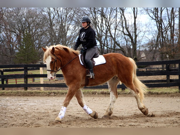 Más caballos centroeuropeos Yegua 7 años 170 cm Alazán-tostado in Highland MI