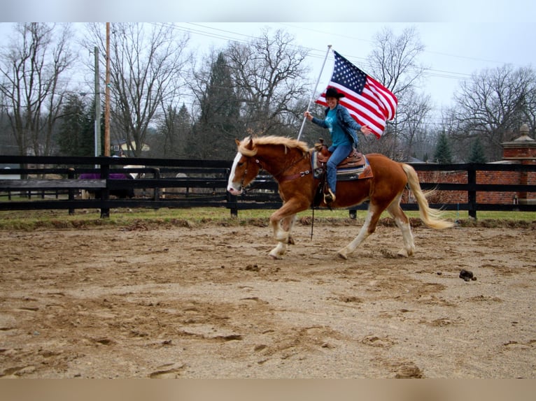 Más caballos centroeuropeos Yegua 7 años 170 cm Alazán-tostado in Highland MI