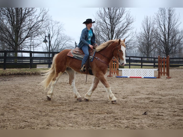 Más caballos centroeuropeos Yegua 7 años 170 cm Alazán-tostado in Highland MI