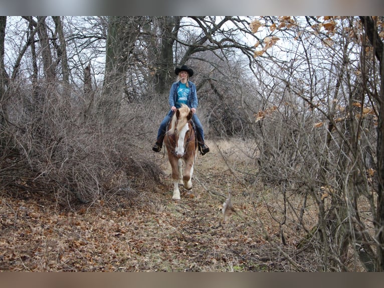 Más caballos centroeuropeos Yegua 7 años 170 cm Alazán-tostado in Highland MI