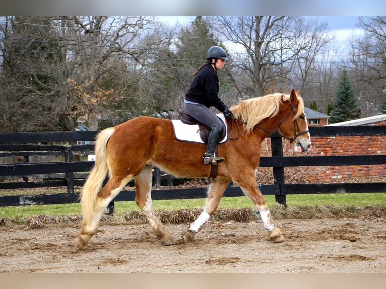 Más caballos centroeuropeos Yegua 7 años 170 cm Alazán-tostado in Highland MI