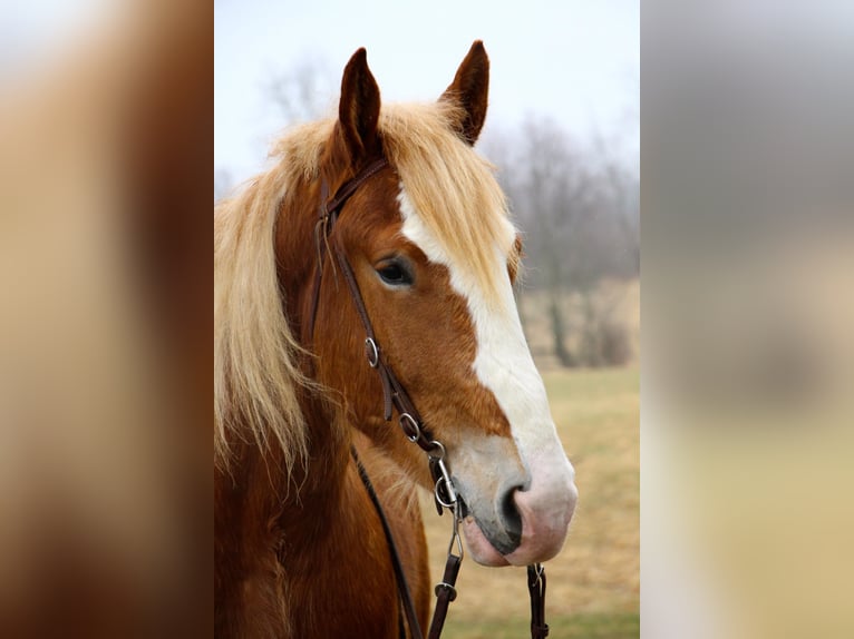 Más caballos centroeuropeos Yegua 7 años 170 cm Alazán-tostado in Highland MI