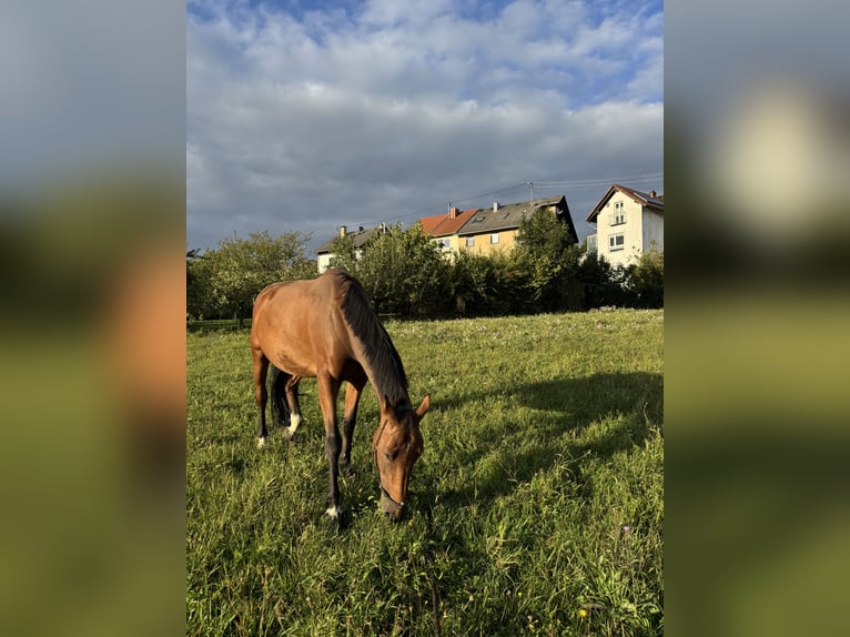 Más caballos centroeuropeos Yegua 7 años 170 cm Castaño in Kleinblittersdorf Más caballos centroeuropeos Yegua 7 años 170 cm Castaño in Kleinblittersdorf
