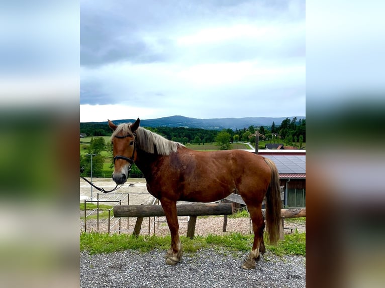 Más caballos centroeuropeos Yegua 7 años in Stainz