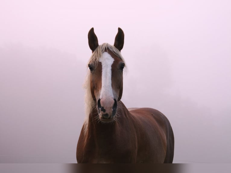 Más caballos centroeuropeos Mestizo Yegua 8 años 146 cm in Markt Hartmannsdorf