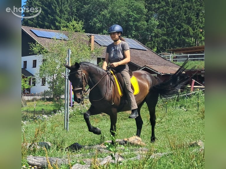 Más caballos centroeuropeos Yegua 8 años 152 cm Castaño oscuro in Bayerbach