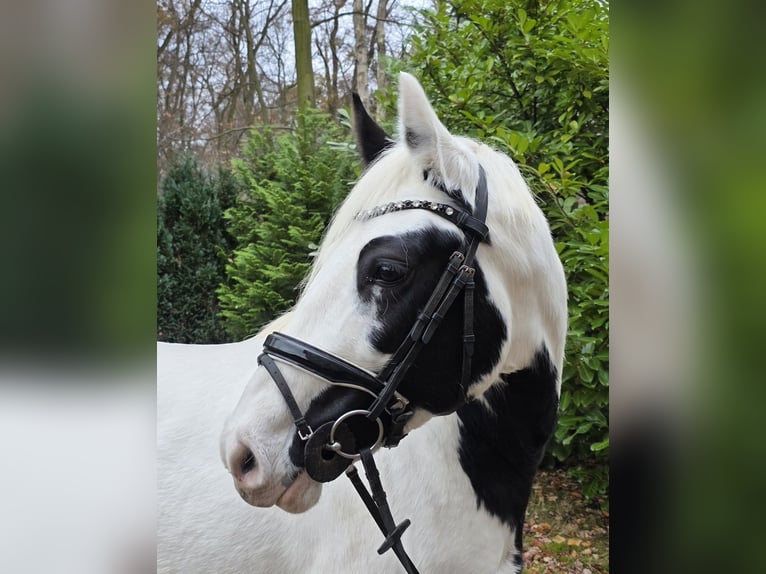Más caballos centroeuropeos Yegua 8 años 155 cm Pío in Braunschweig