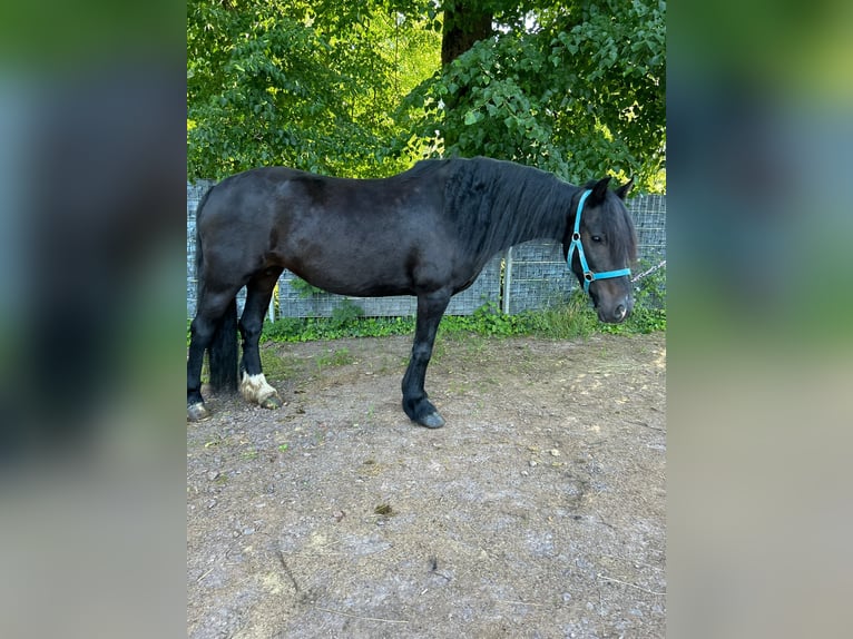 Más caballos centroeuropeos Yegua 8 años 156 cm Negro in Wittlich