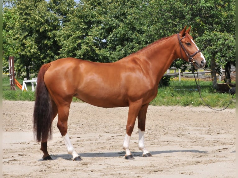 Más caballos centroeuropeos Yegua 8 años 160 cm Alazán in Schattendorf