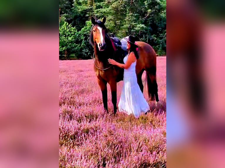 Más caballos centroeuropeos Mestizo Yegua 8 años 160 cm Castaño in Laatzen