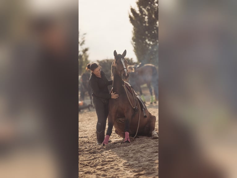 Más caballos centroeuropeos Mestizo Yegua 8 años 160 cm Castaño in Laatzen