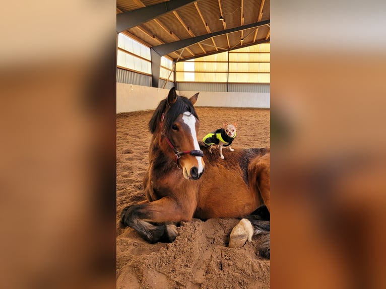 Más caballos centroeuropeos Mestizo Yegua 8 años 160 cm Castaño in Laatzen