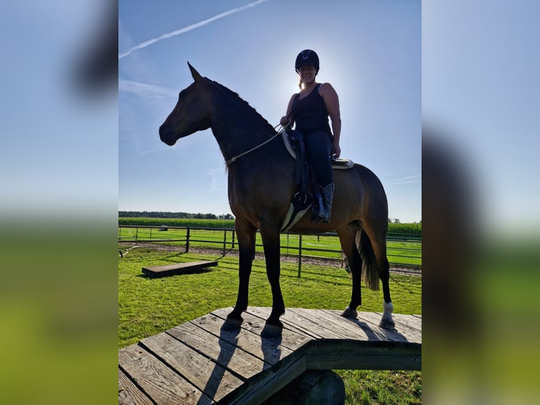 Más caballos centroeuropeos Mestizo Yegua 8 años 160 cm Castaño in Laatzen
