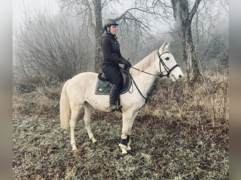 Más caballos centroeuropeos Yegua 8 años 160 cm Tordo in Pelmberg