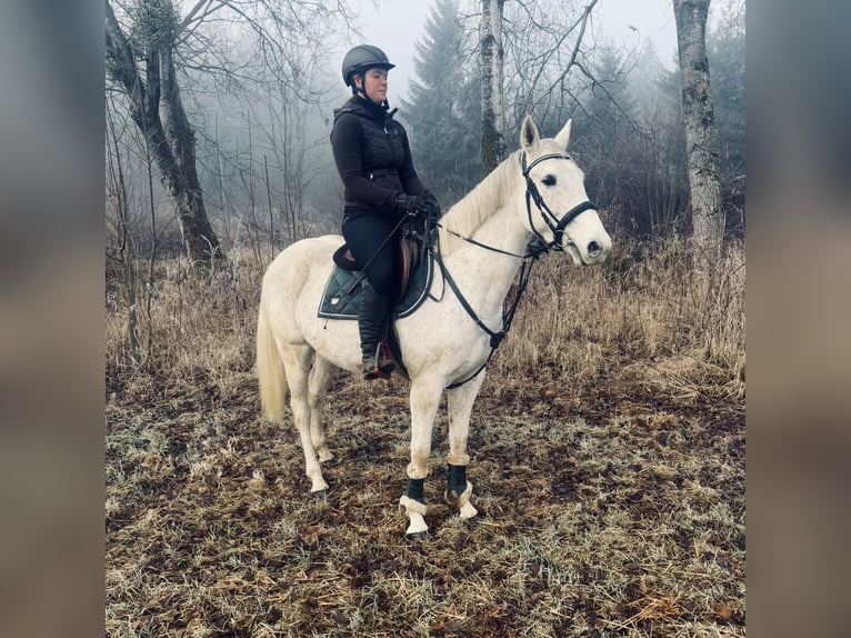 Más caballos centroeuropeos Yegua 8 años 160 cm Tordo in Pelmberg