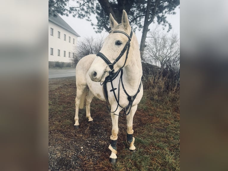 Más caballos centroeuropeos Yegua 8 años 160 cm Tordo in Pelmberg