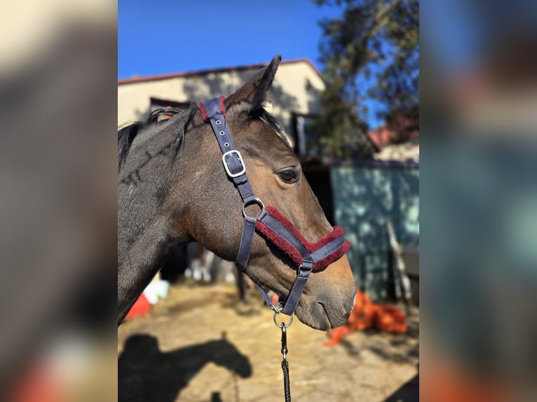 Más caballos centroeuropeos Yegua 8 años 162 cm Morcillo in Katowice