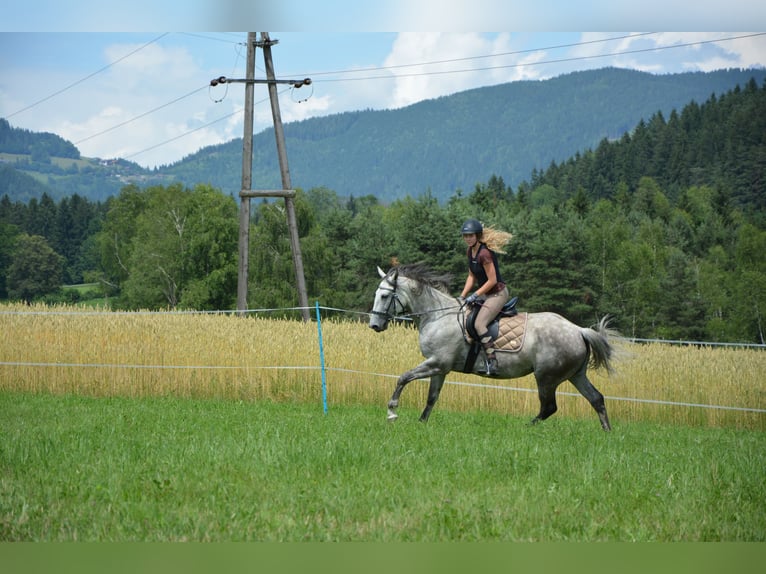 Más caballos centroeuropeos Mestizo Yegua 8 años 164 cm Tordo in Feldkirchen in Kärnten