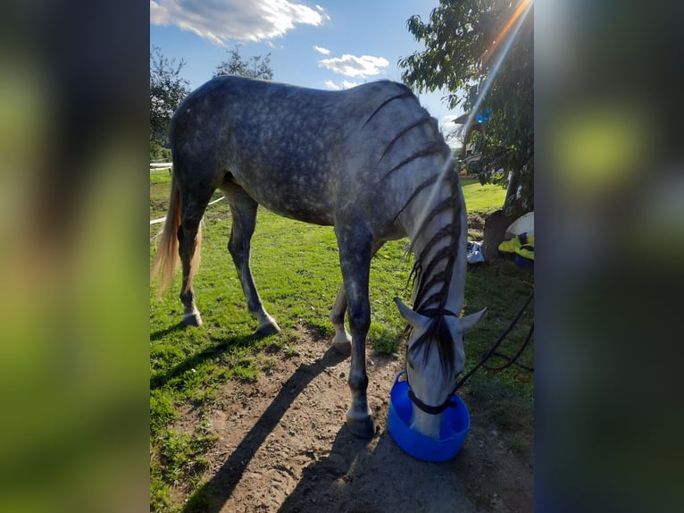 Más caballos centroeuropeos Mestizo Yegua 8 años 164 cm Tordo in Feldkirchen in Kärnten