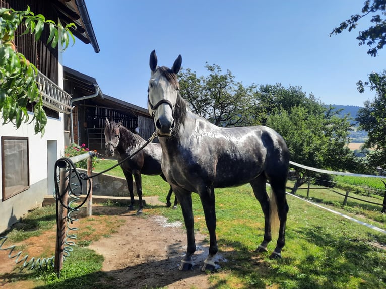 Más caballos centroeuropeos Mestizo Yegua 8 años 164 cm Tordo in Feldkirchen in Kärnten