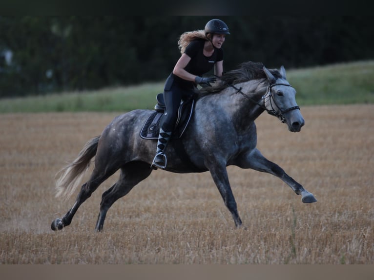 Más caballos centroeuropeos Mestizo Yegua 8 años 164 cm Tordo in Feldkirchen in Kärnten