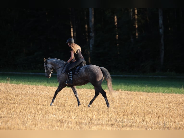 Más caballos centroeuropeos Mestizo Yegua 8 años 164 cm Tordo in Feldkirchen in Kärnten