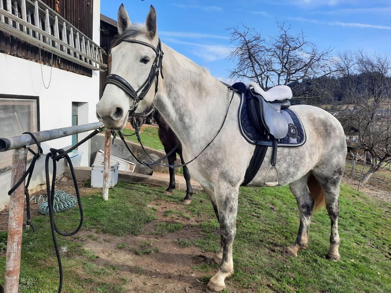 Más caballos centroeuropeos Mestizo Yegua 8 años 164 cm Tordo in Feldkirchen in Kärnten