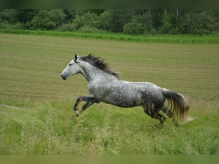 Más caballos centroeuropeos Mestizo Yegua 8 años 164 cm Tordo in Feldkirchen in Kärnten