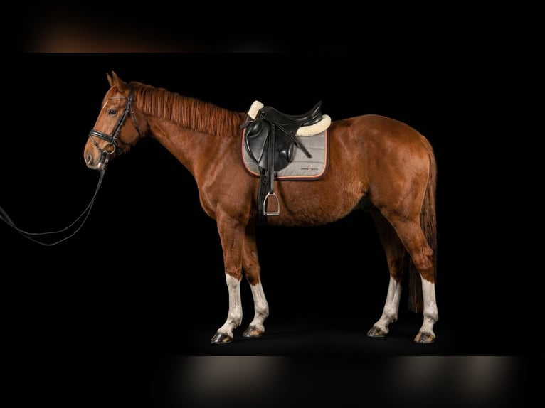 Más caballos centroeuropeos Yegua 8 años 165 cm Alazán in Förderstedt