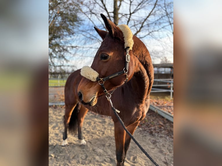 Más caballos centroeuropeos Yegua 8 años 165 cm Castaño in Mengen