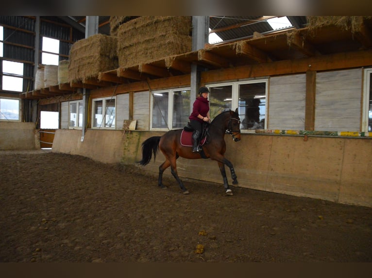 Más caballos centroeuropeos Mestizo Yegua 8 años 165 cm Castaño in Rheda-Wiedenbrück