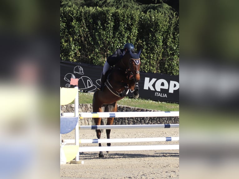 Más caballos centroeuropeos Yegua 8 años 165 cm Castaño in Carate Brianza