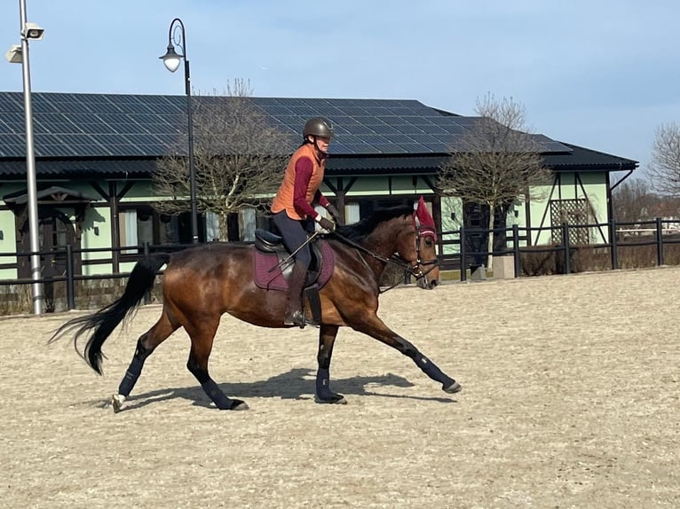 Más caballos centroeuropeos Yegua 8 años 165 cm Castaño in Ptakowice
